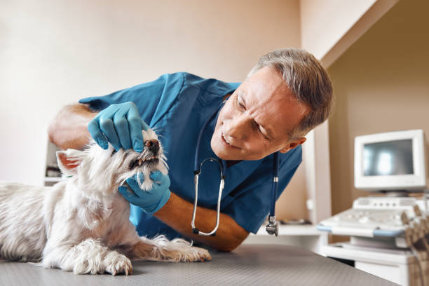 Best Emergency Treatment for Oral Infections in Torrington, WY